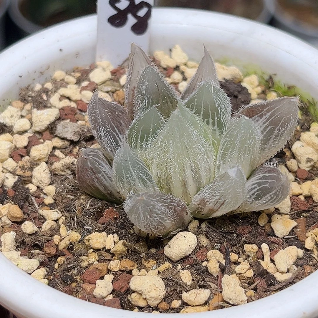 88糊斑GM292毛玉露锦