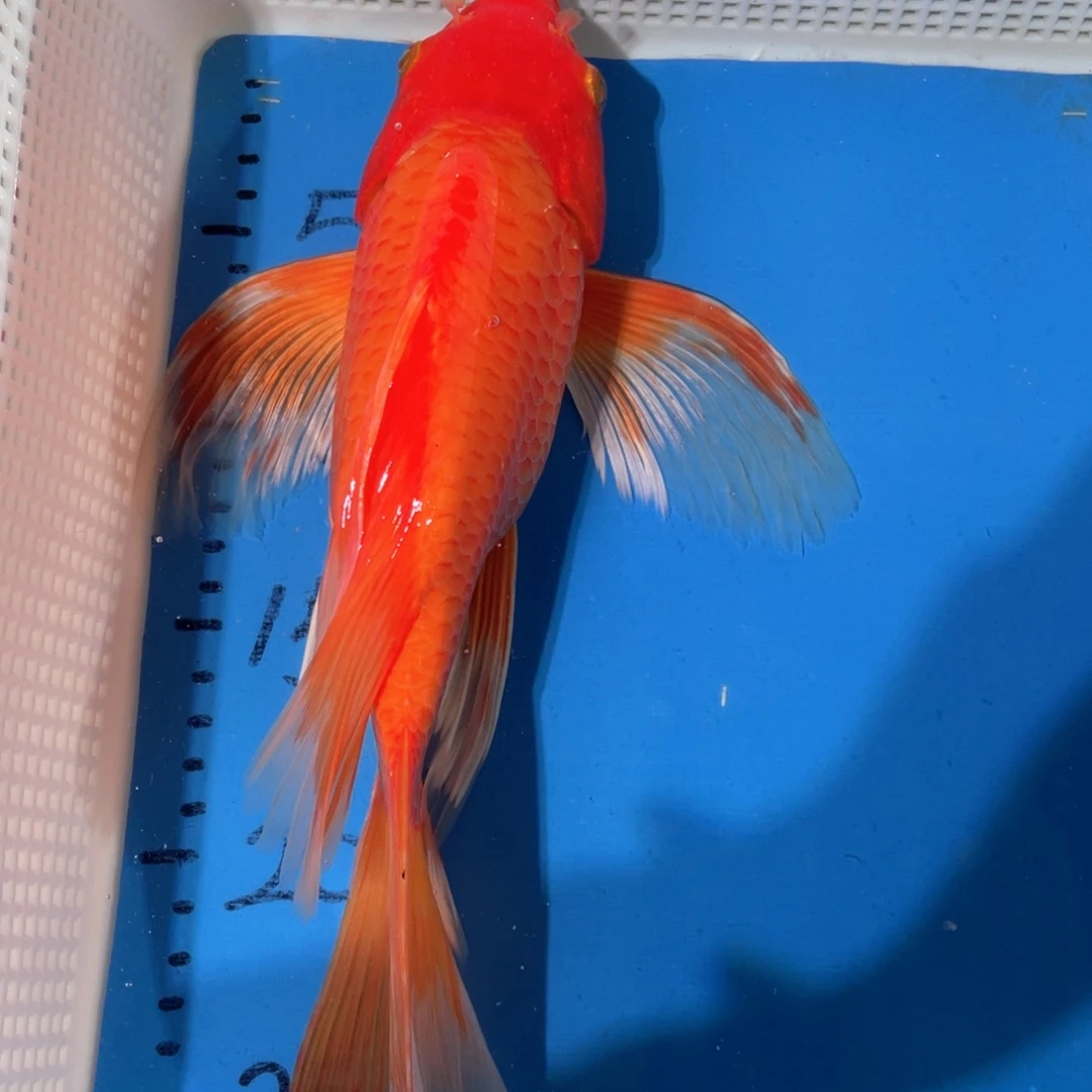 锦鲤锦鲤包邮包售后