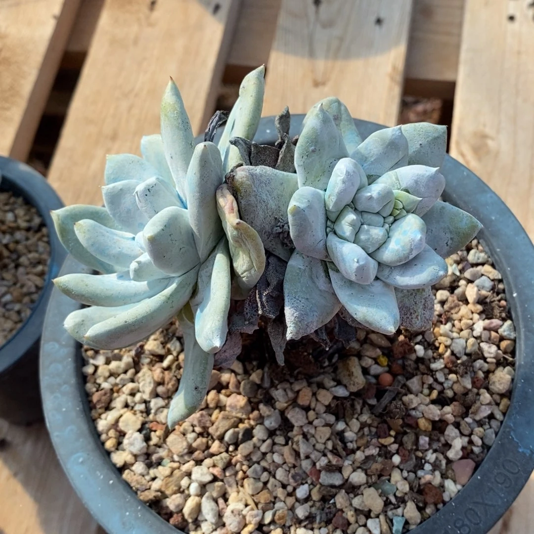 21号拇指小可爱群