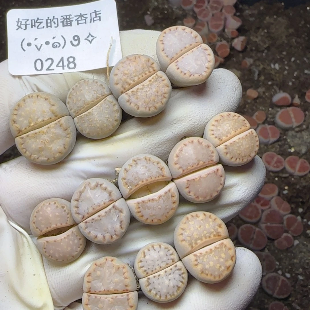 0248。c24饼干。。。。。。。。