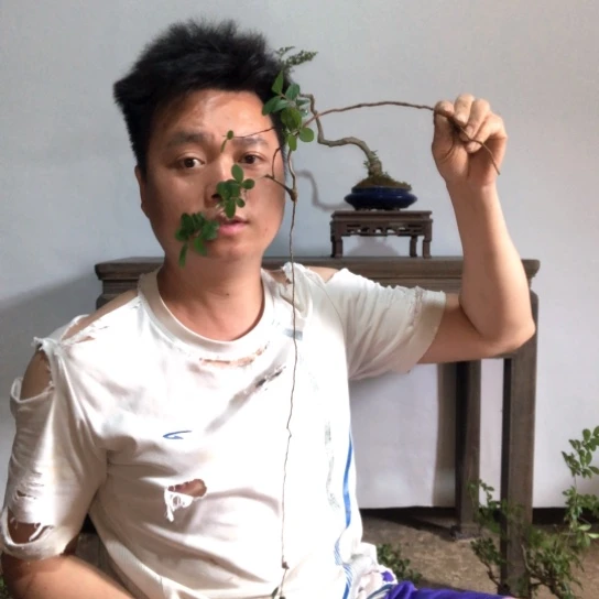 盆景素材（生桩）不包成活率