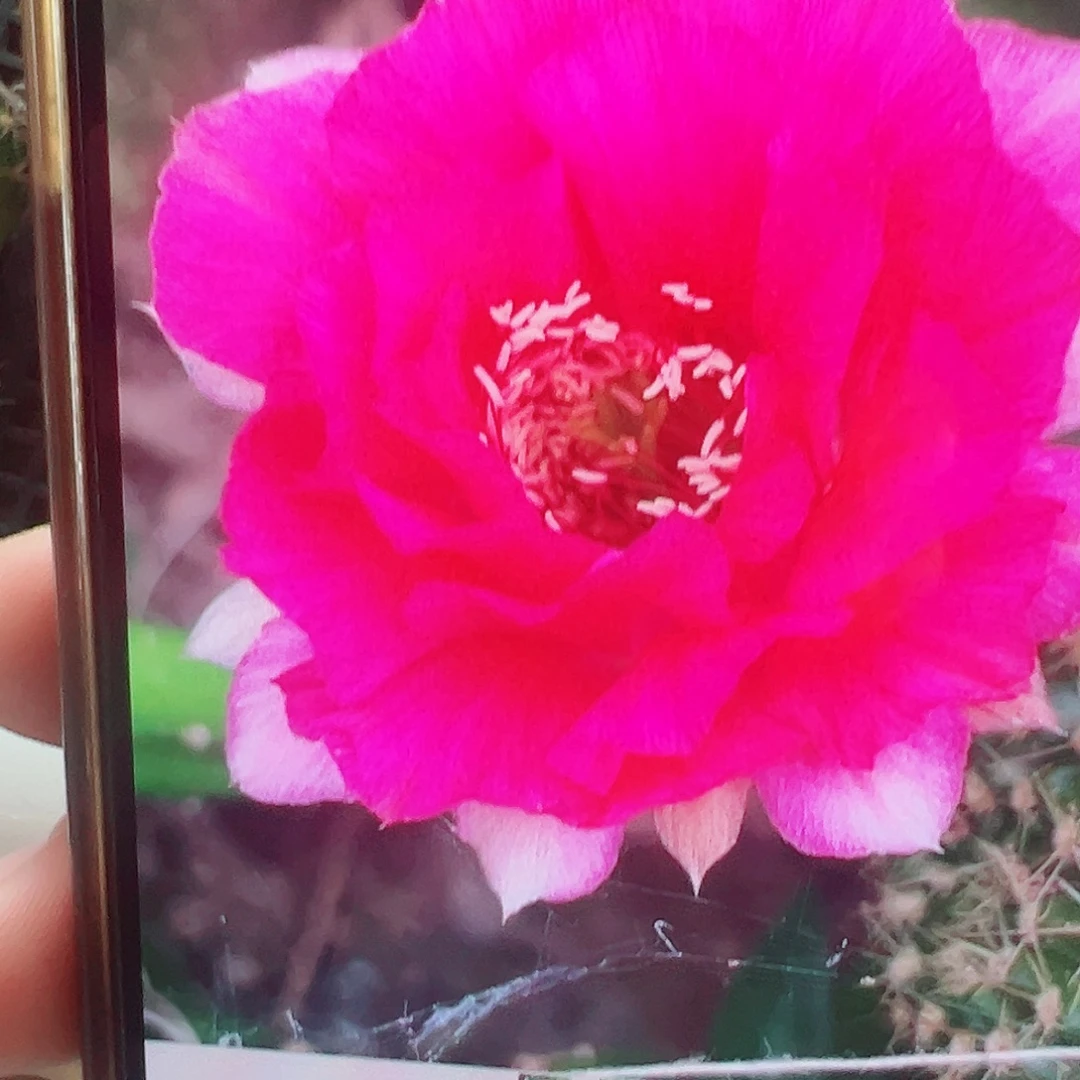 丽花 洛神 侧芽 满20包邮
