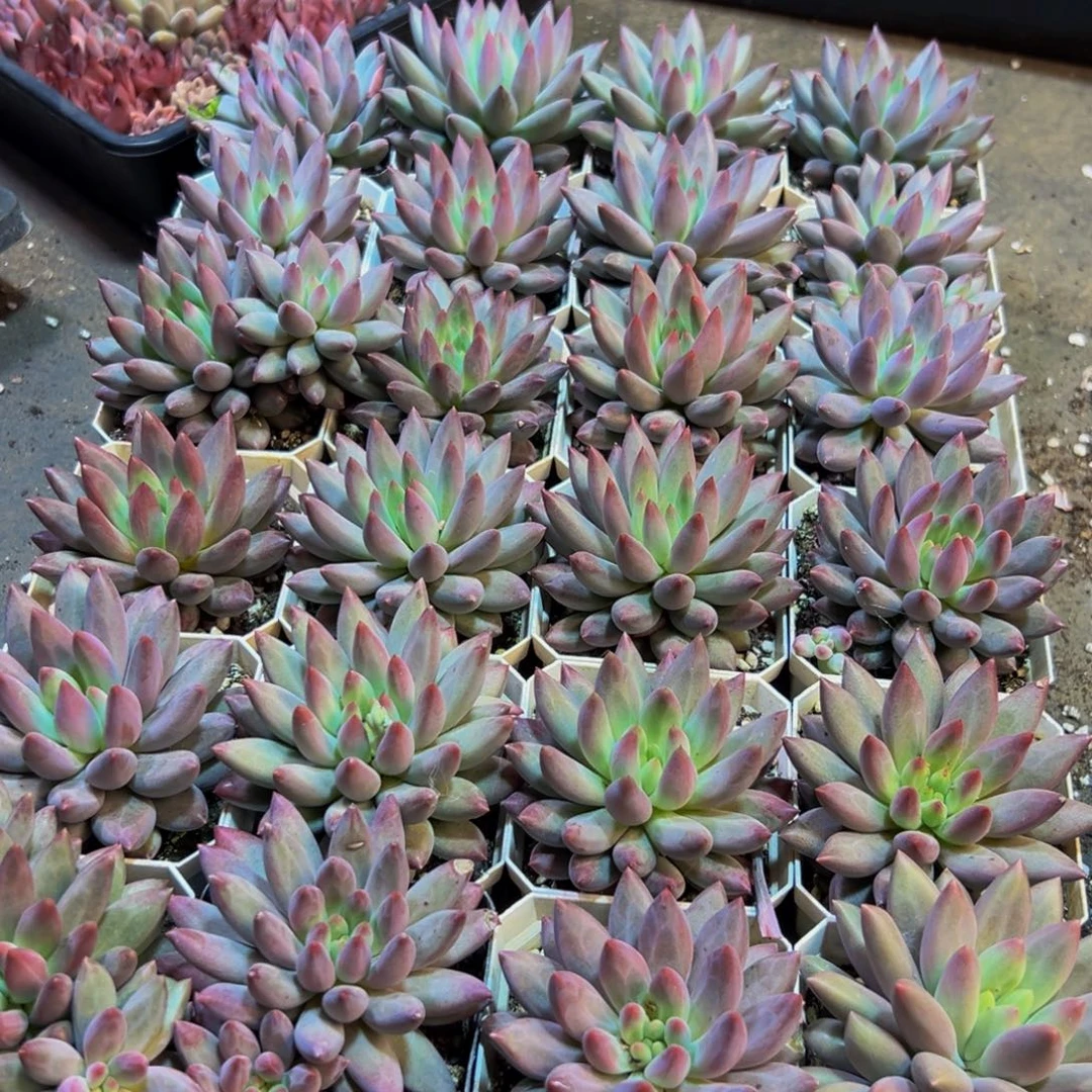e***139多肉植物和植物的生长