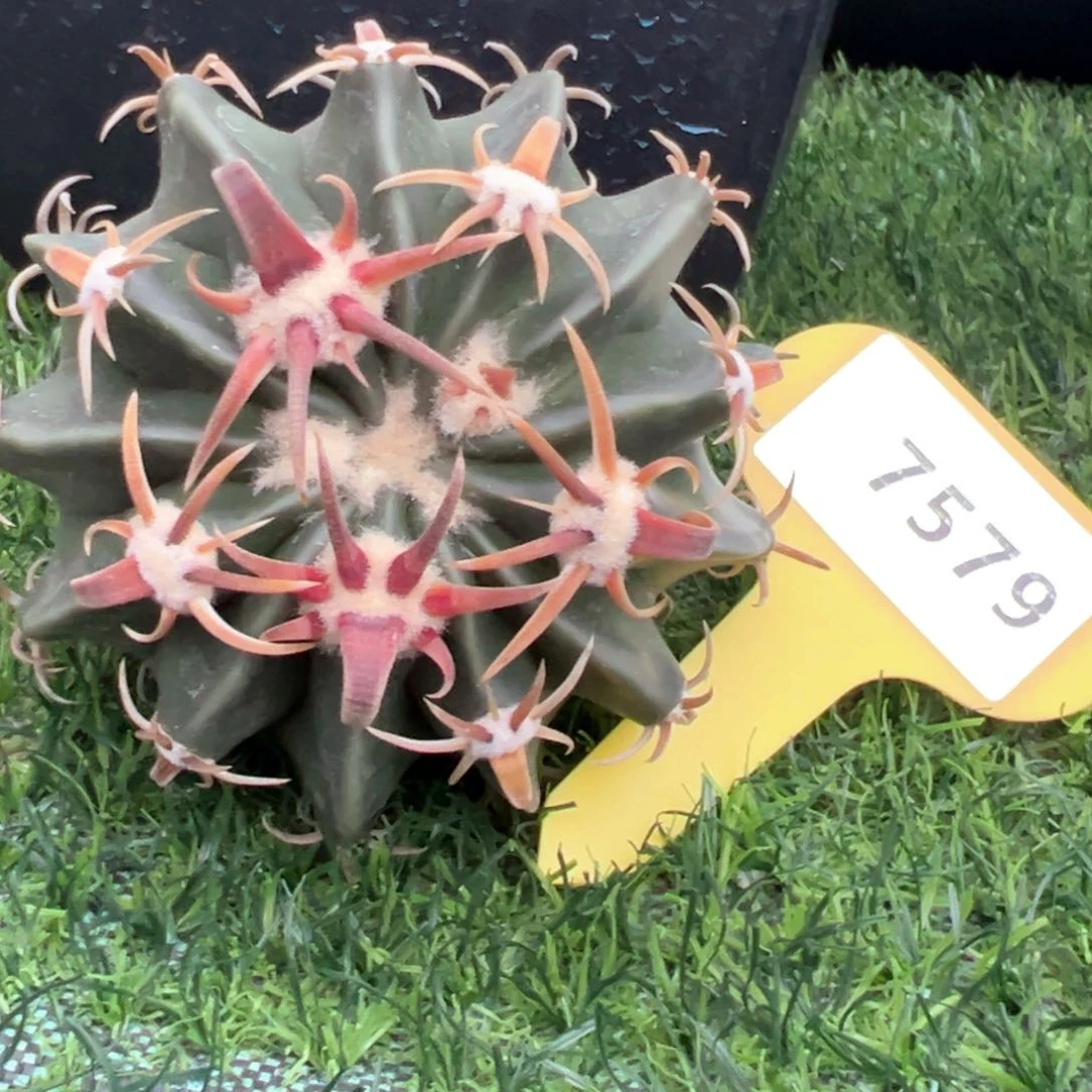 红陶杜**斯7579仙人球