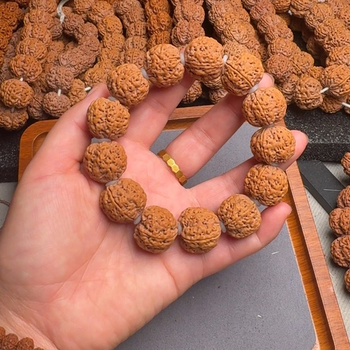 菩提2号尼泊尔大金刚22五星蜂王