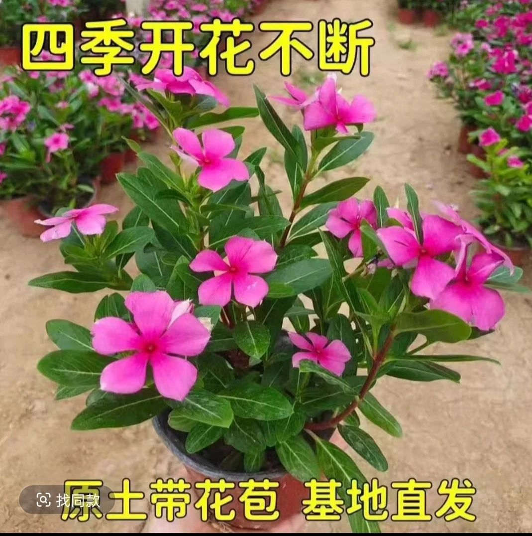 长春花天天开木本 金达莱 胭脂红 好养活庭院四季开花