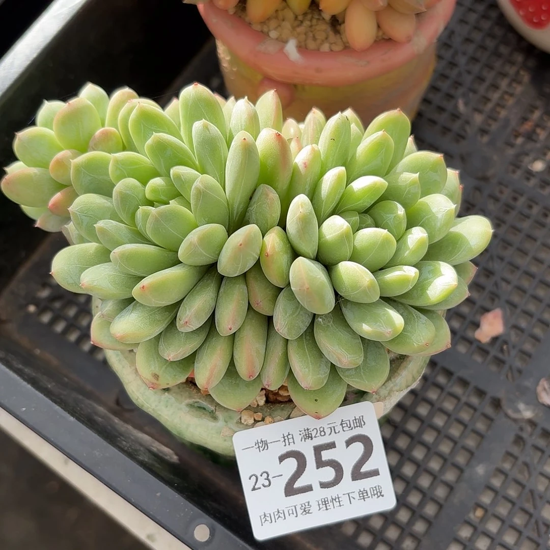 百达翡翠无盆土发货无盆土发货无