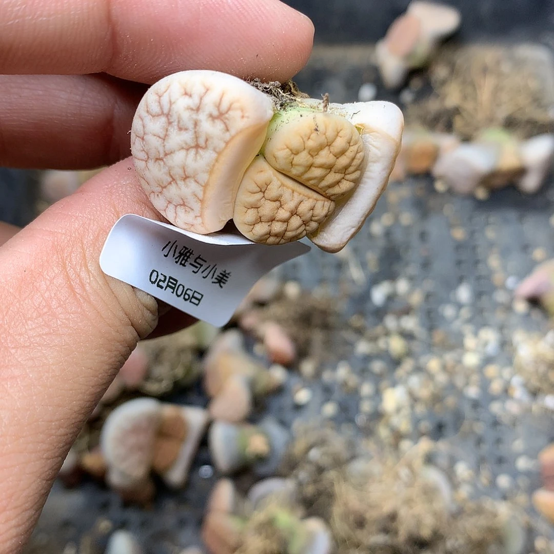 B50多肉植物保护