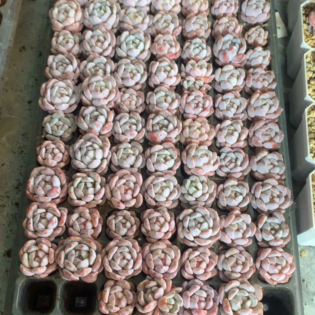 叮***当105颗哈哈哈哈哈哈哈哈哈哈