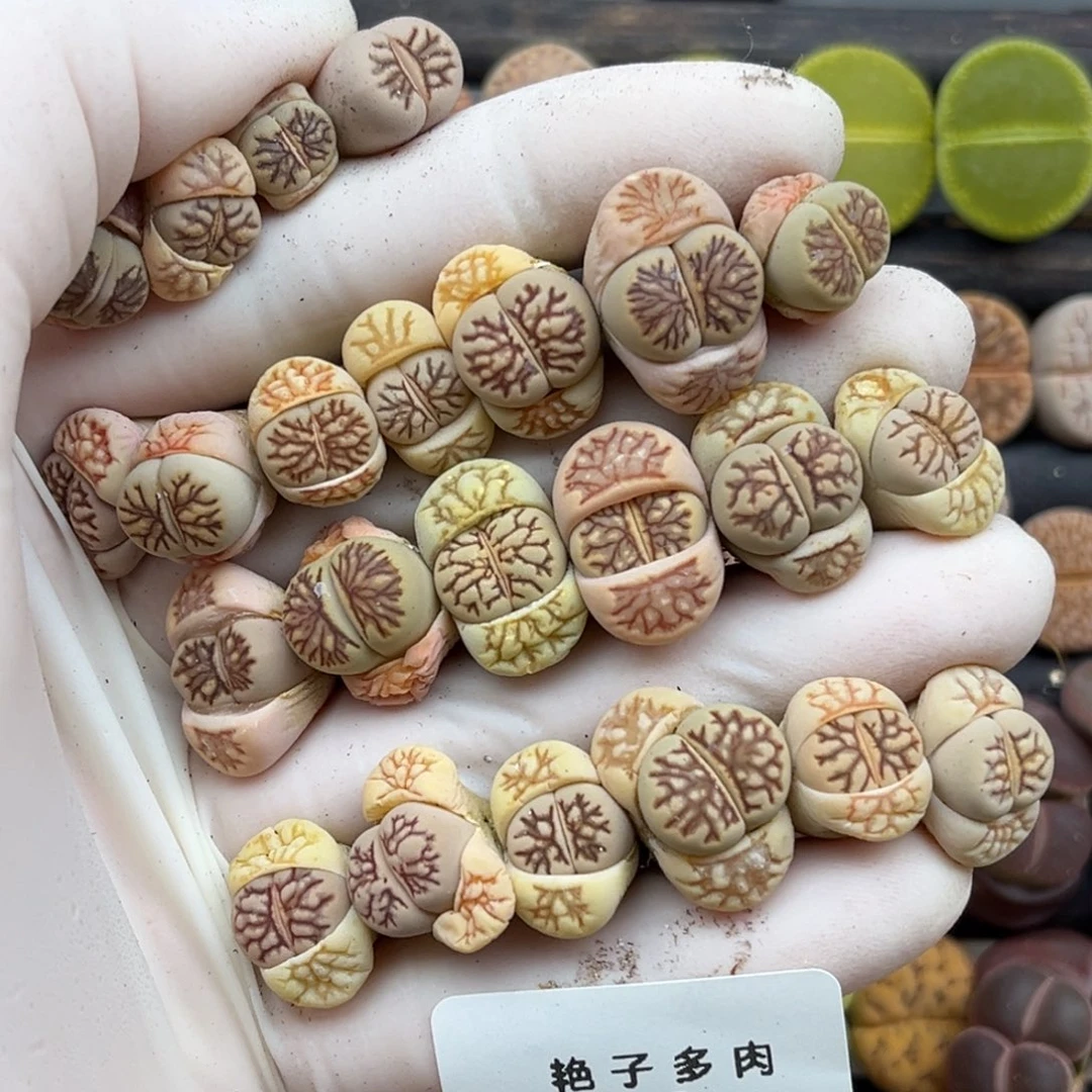 493号一首菊化石发货