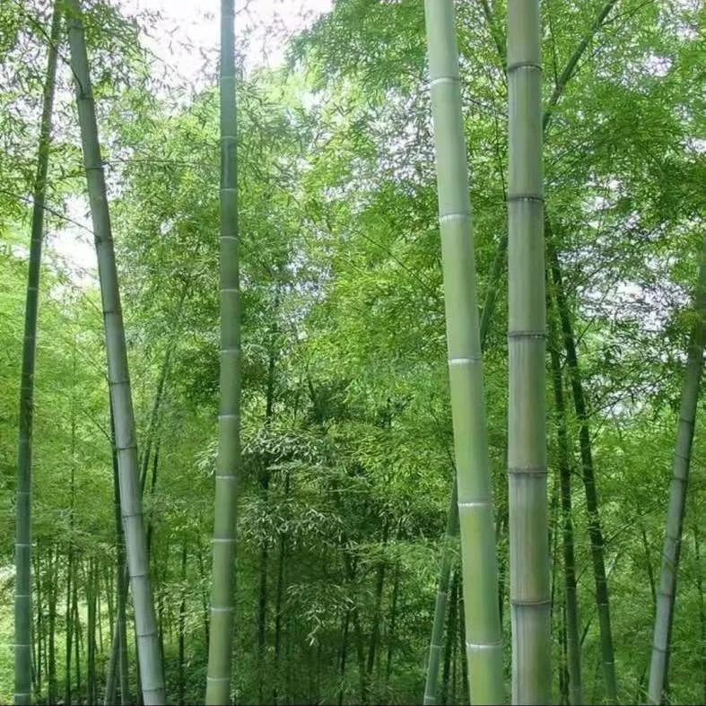 毛竹庭院竹子盆栽盆景野生竹根庭院风景竹