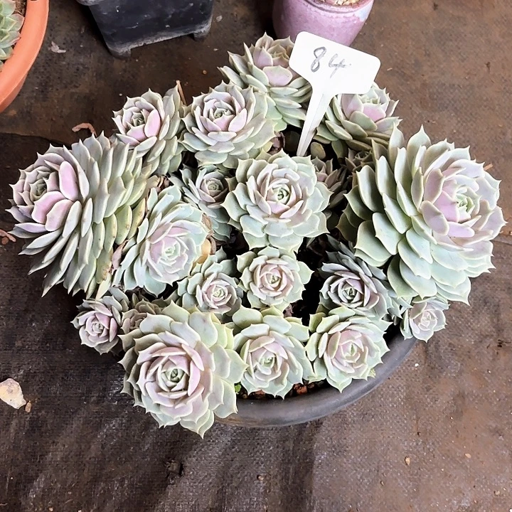 多肉植物，露娜莲84号