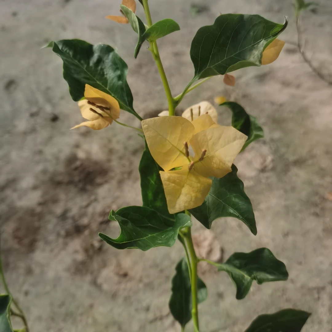 蒙黄袋苗三角梅大棵带花苞大苗好养易庭院阳台四季庭院绿植树木