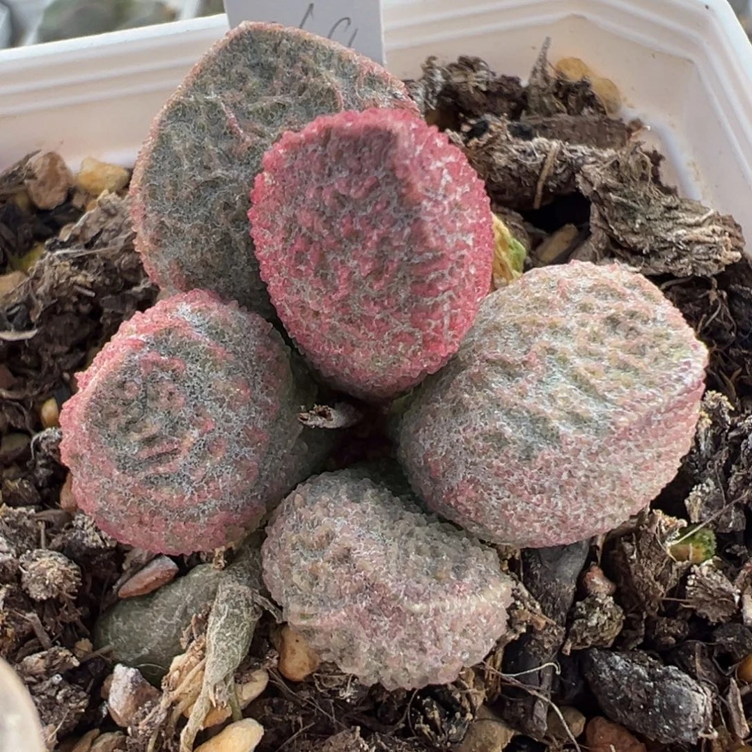 粉色网格实生新品多肉植物