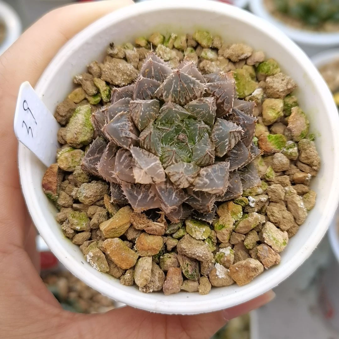 39号楼兰锦一物一拍带盆土发货