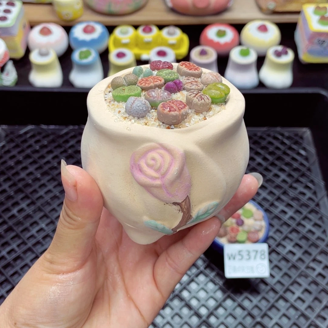 w5379 带盆土发货一物一拍