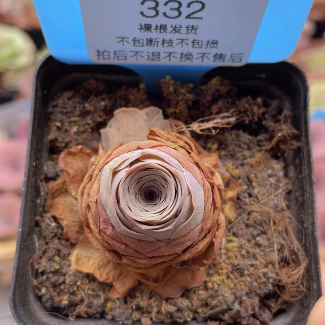 山地玫瑰332裸根发货不售后