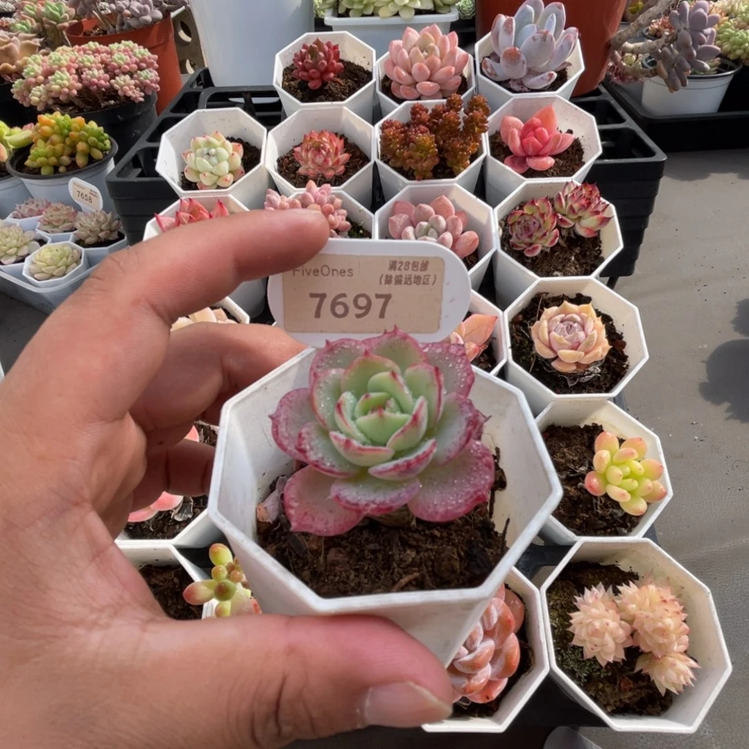 7697奶油黄桃 4.5厘米