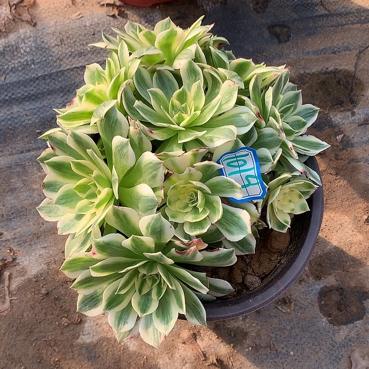 多肉植物伊丽莎白1019