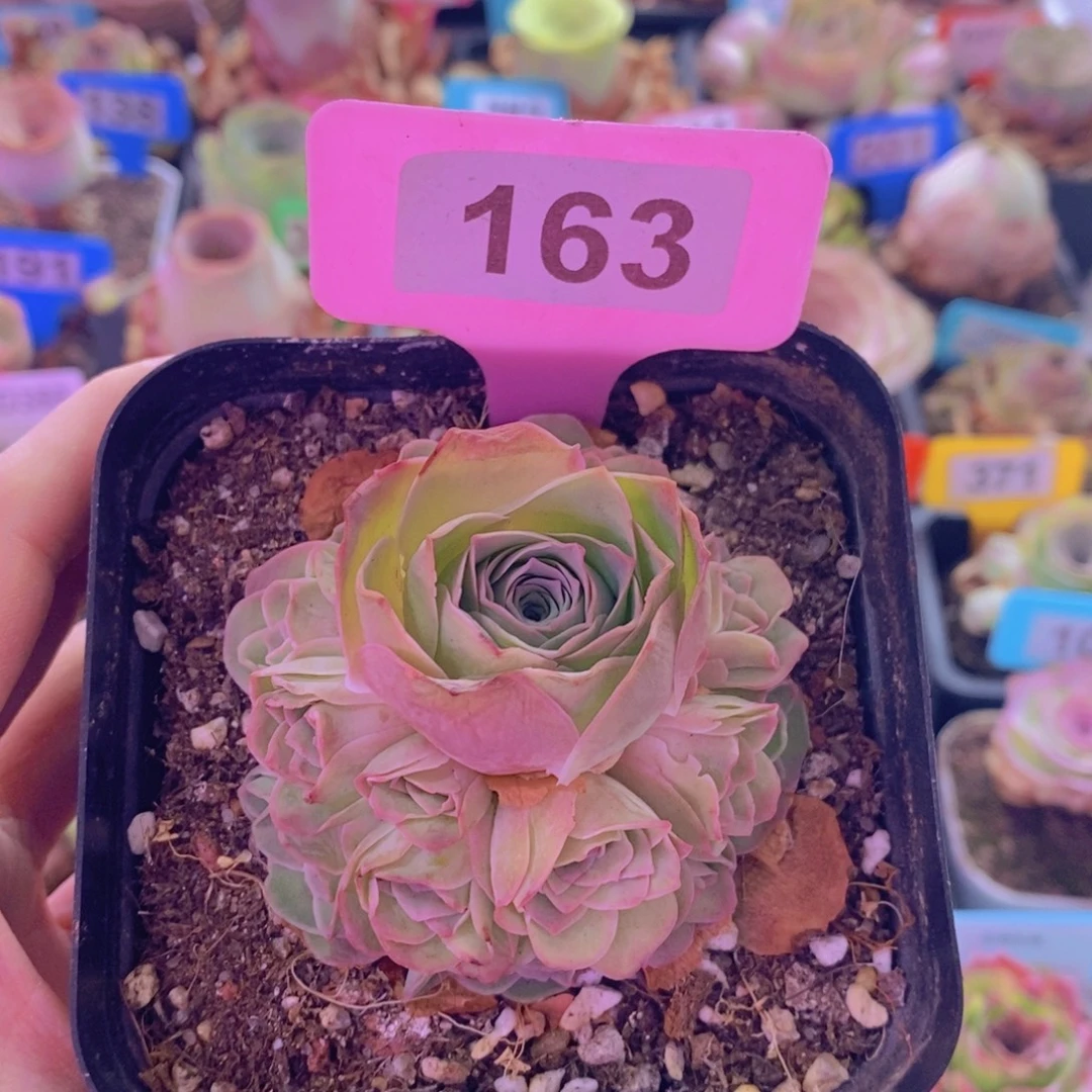 山地玫瑰一物一拍紫芙163