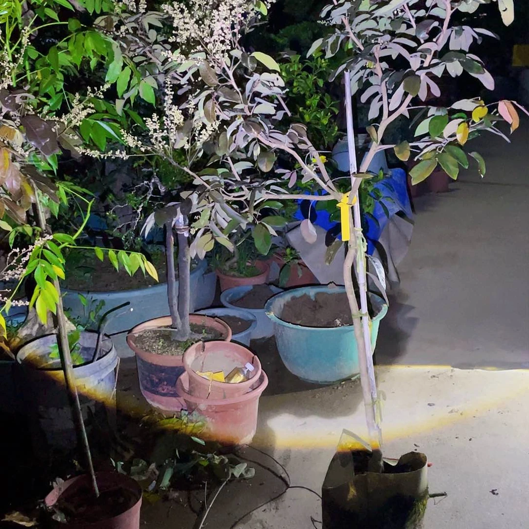 完全开放艾**益果66666666