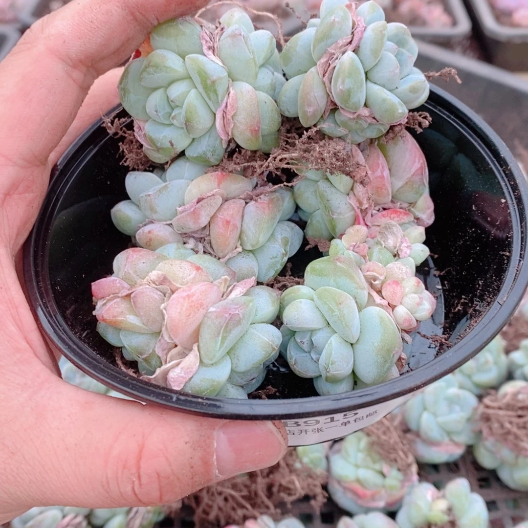 多肉植物精品切糕B915