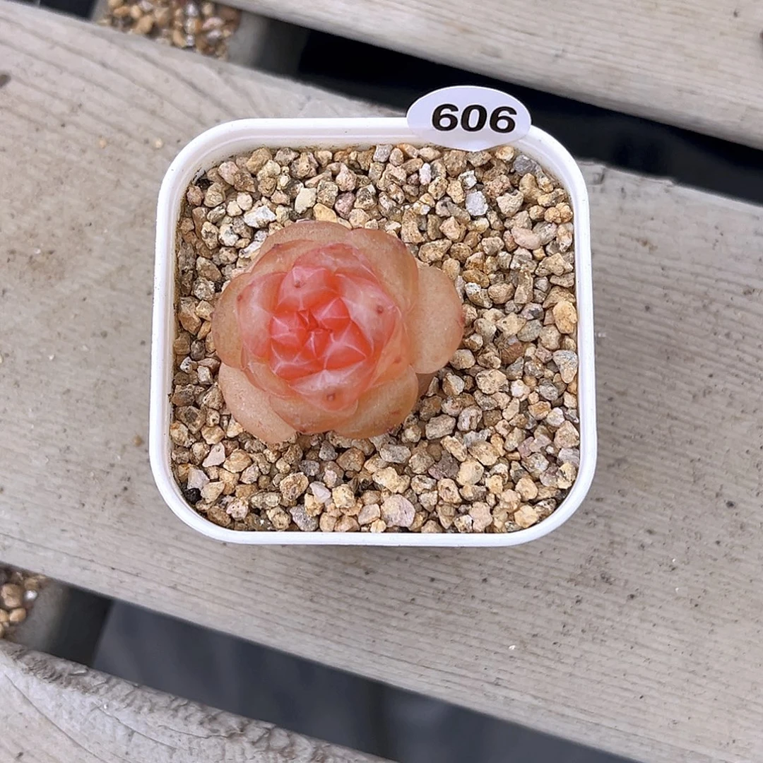 606一物一拍果味汽水