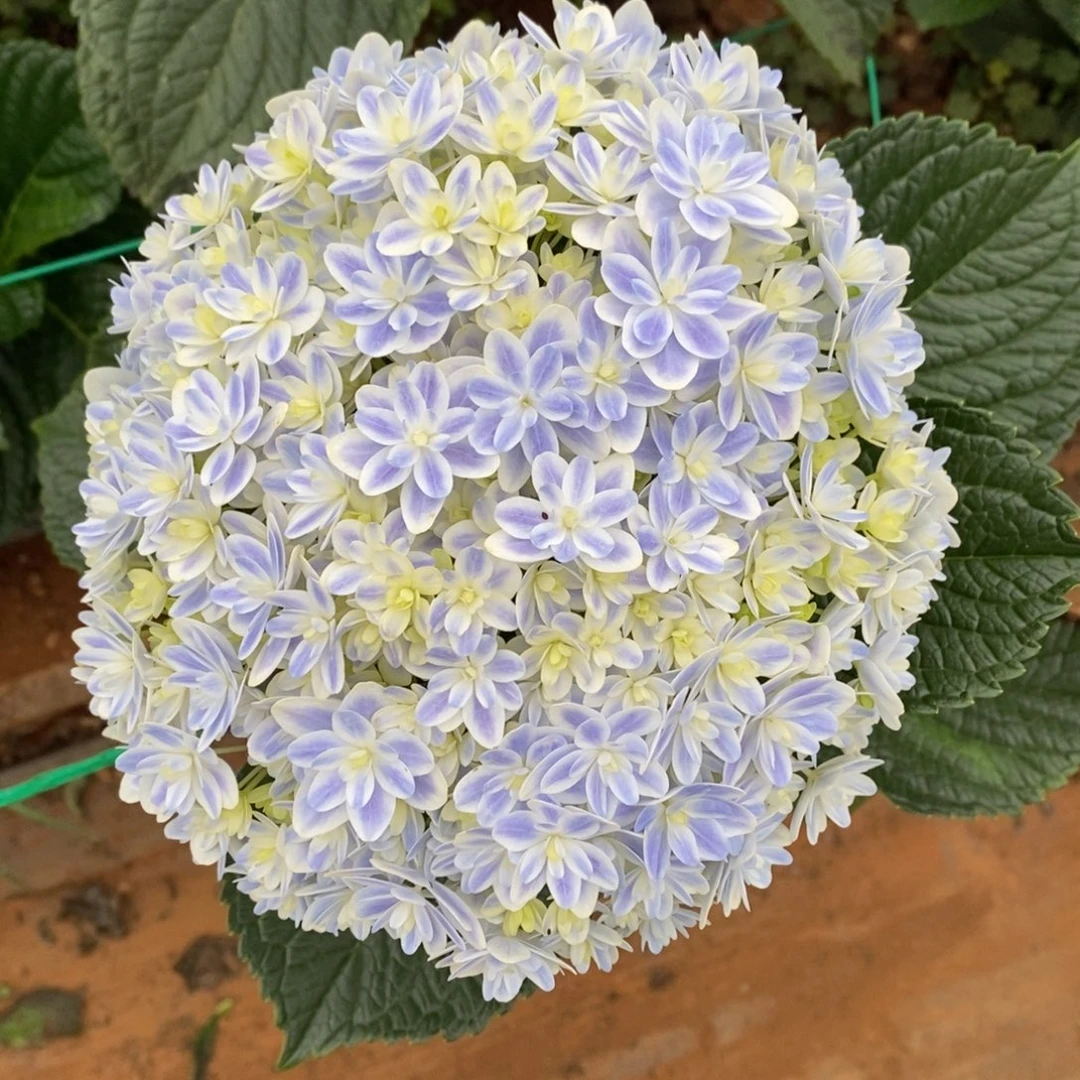 556号绣球/有色差介意勿拍（3单冷链包邮，偏远补运费发德邦）