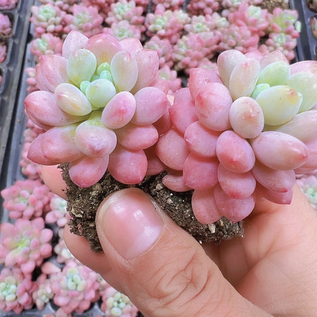 老桩洛可可5颗19包邮多肉