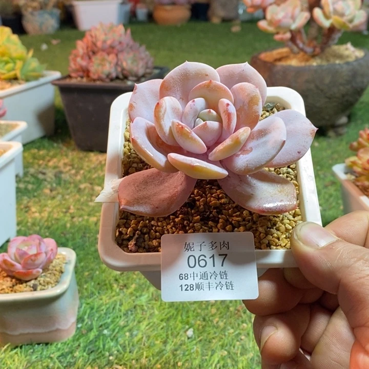 0617啊啊啊啊啊啊啊啊啊啊啊