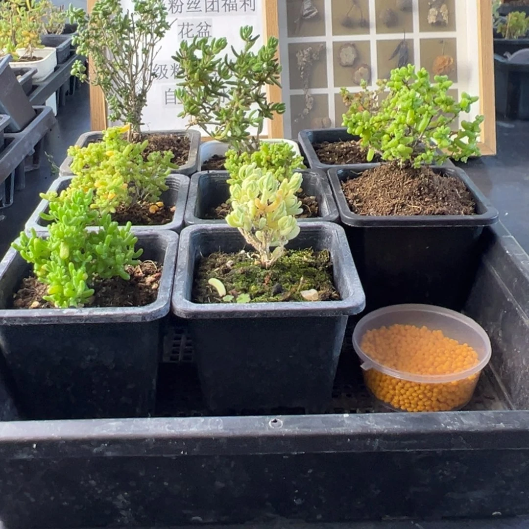 枝干番杏多肉植物314安