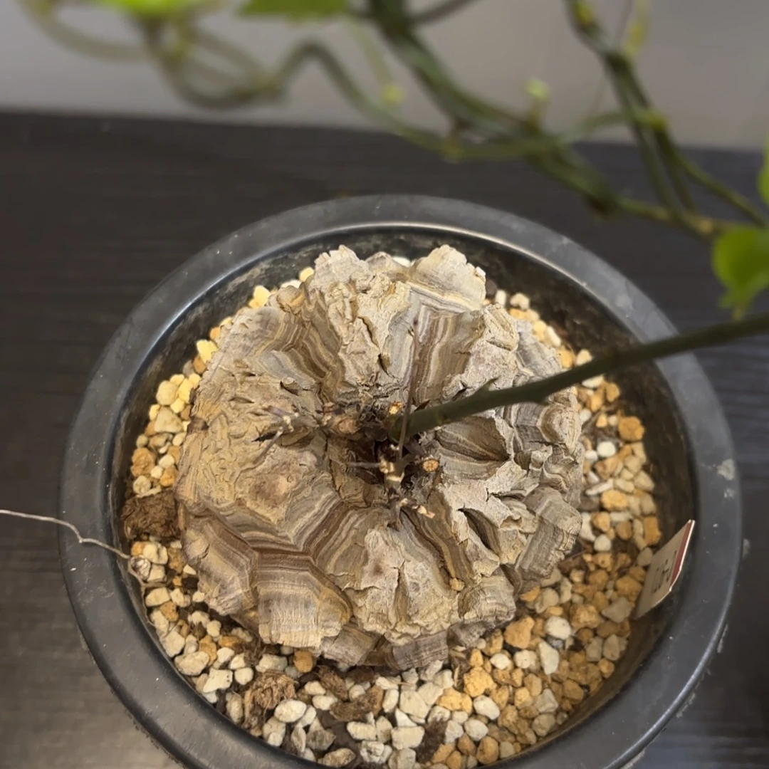1号日系南非龟甲龙