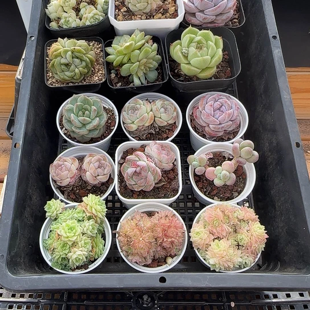 框拍框拍0421-04