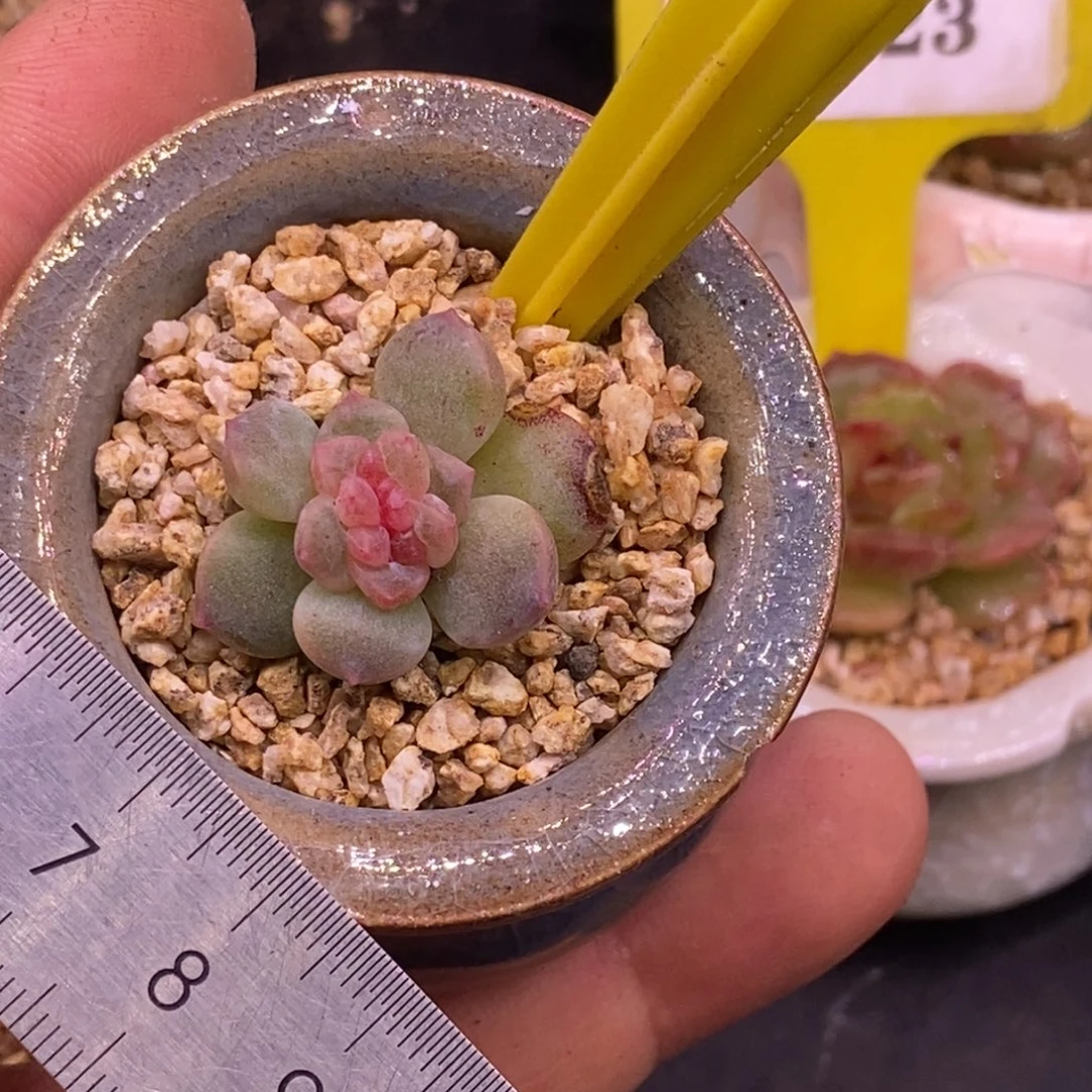 2131优选糖心缀化多肉