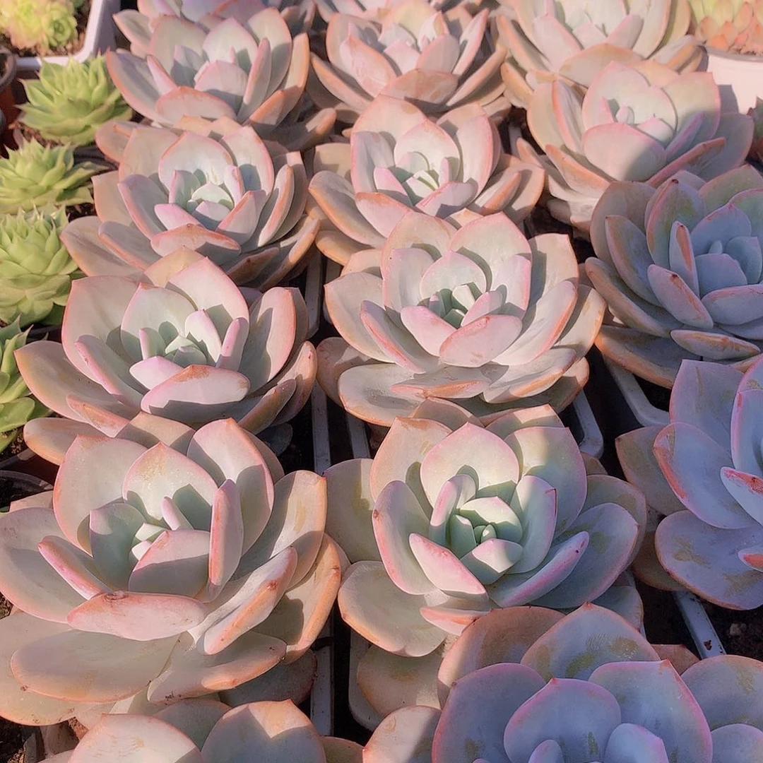 大韩奶茶2457889900000