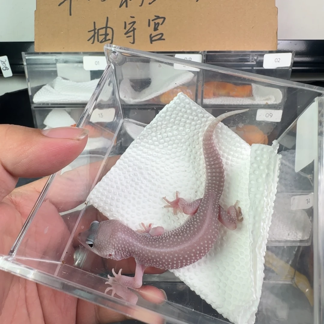 豹纹守宫午夜暴风雪妹妹