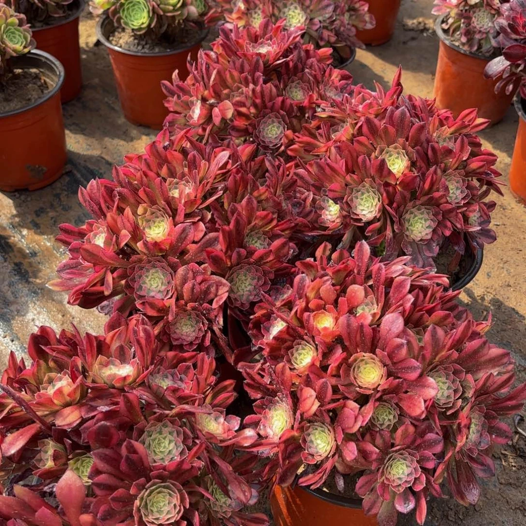 祝融绣球9.9法师多肉嫩