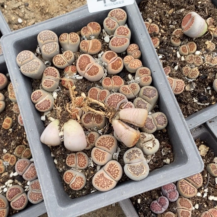 *****生石花的季节是最404