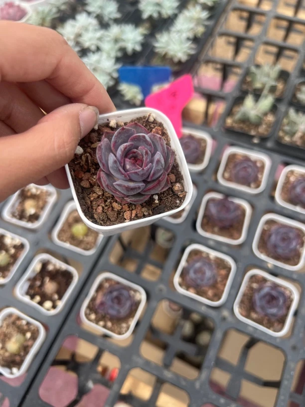 满9.9米包邮黑橙多肉