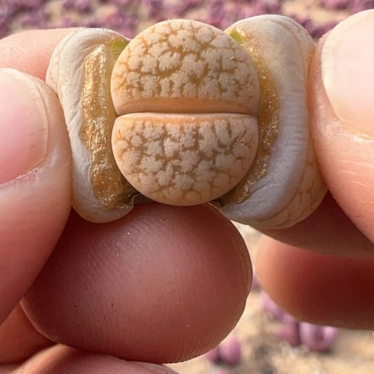 2260.荒玉福利11111