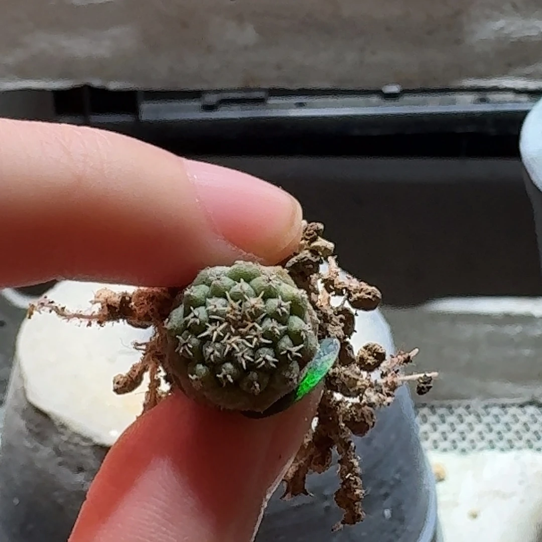 312实生欧货赤花菊水