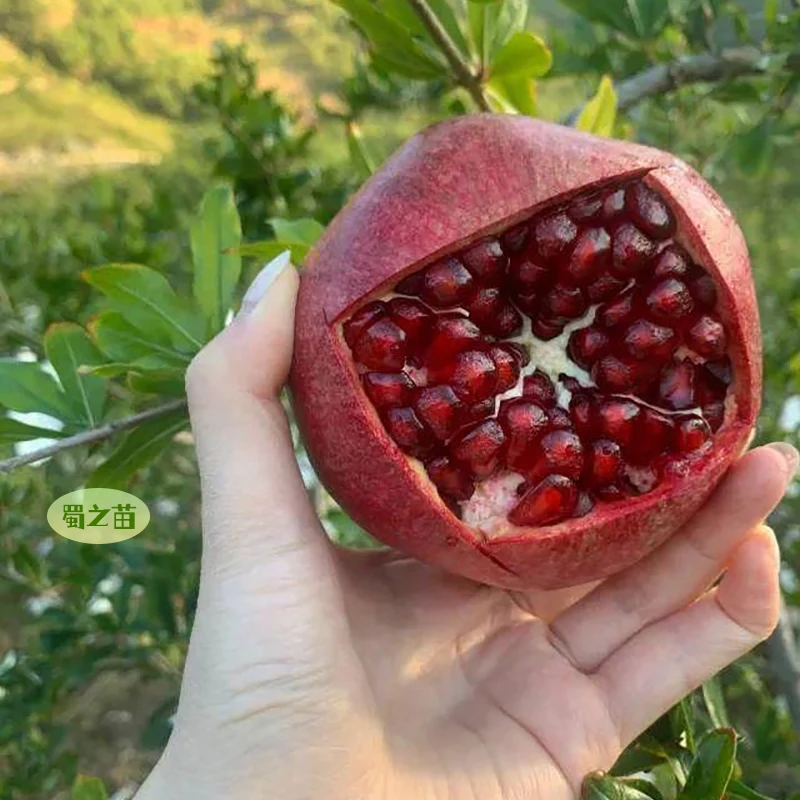 石榴绿植苗水果树苗果树石榴树大树苗[突尼斯软籽石榴树苗]