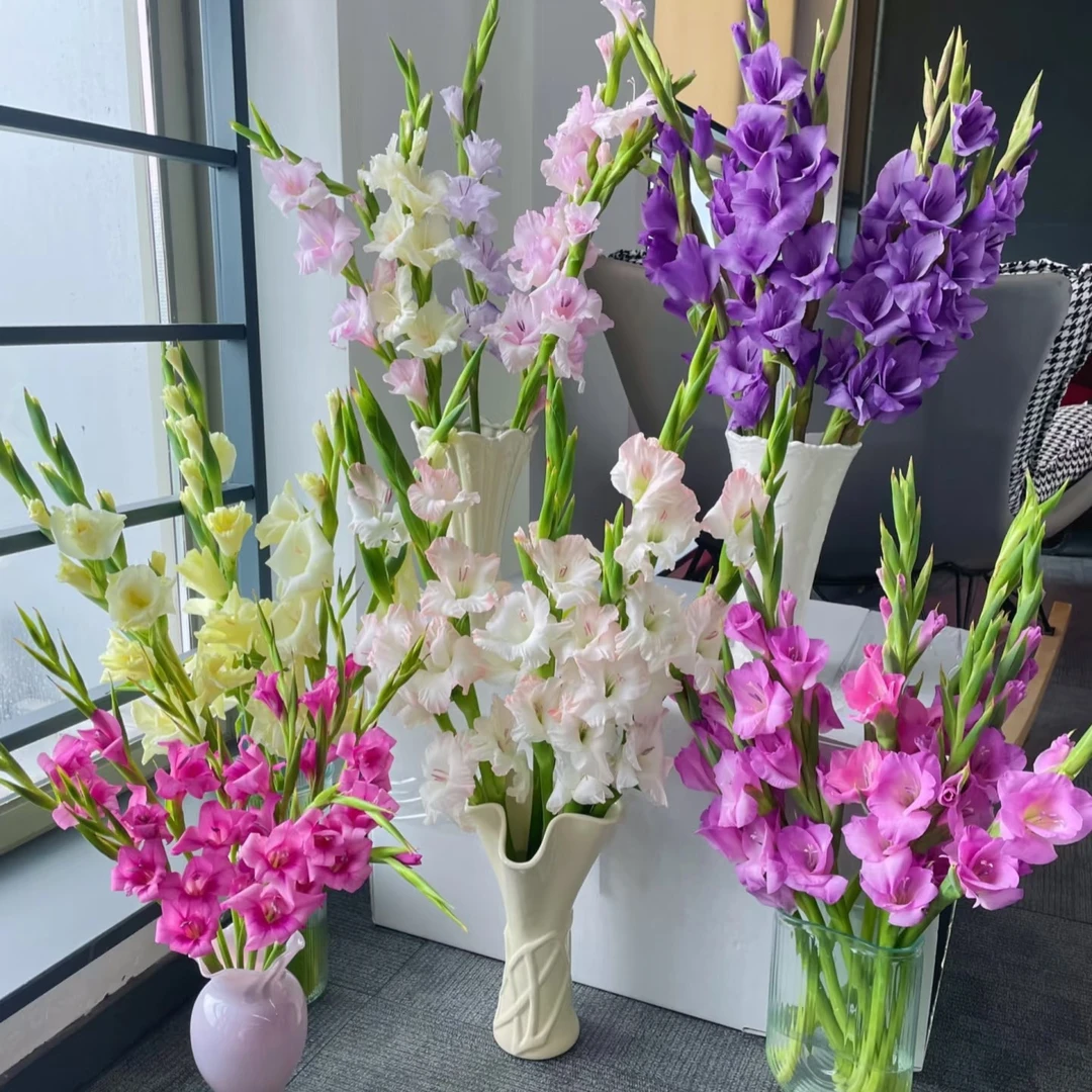 【云朵 系列】剑兰 鲜切花 云南应季花材 多种颜色 冷链包邮