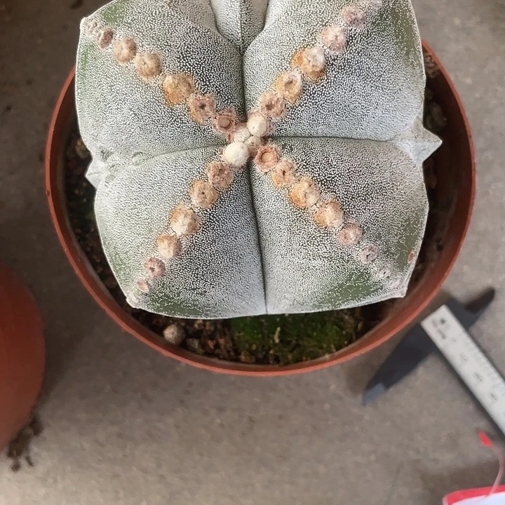 L***M四角鸾凤玉仙人球一物一拍