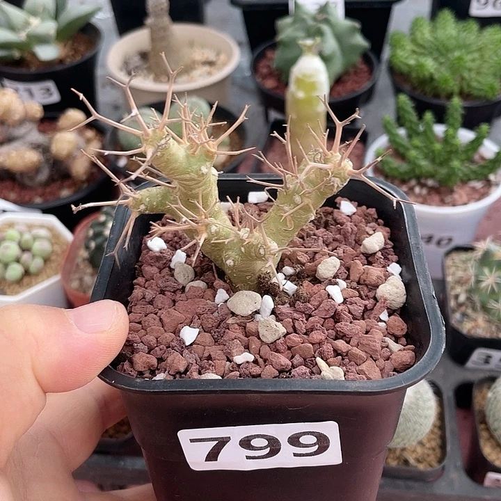 随***风799黑鬼殿厚墩菊块根