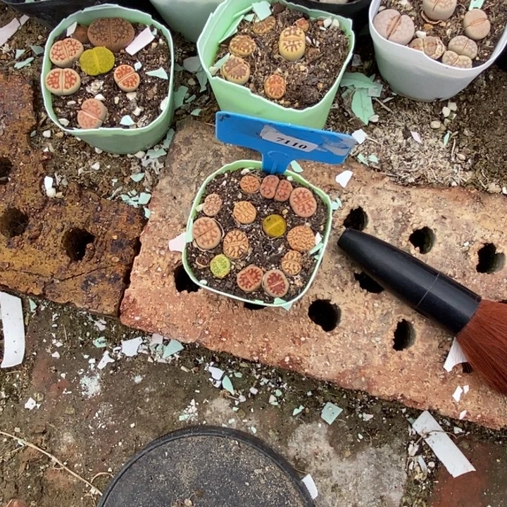 饿***饭生石花等植物的生长7110