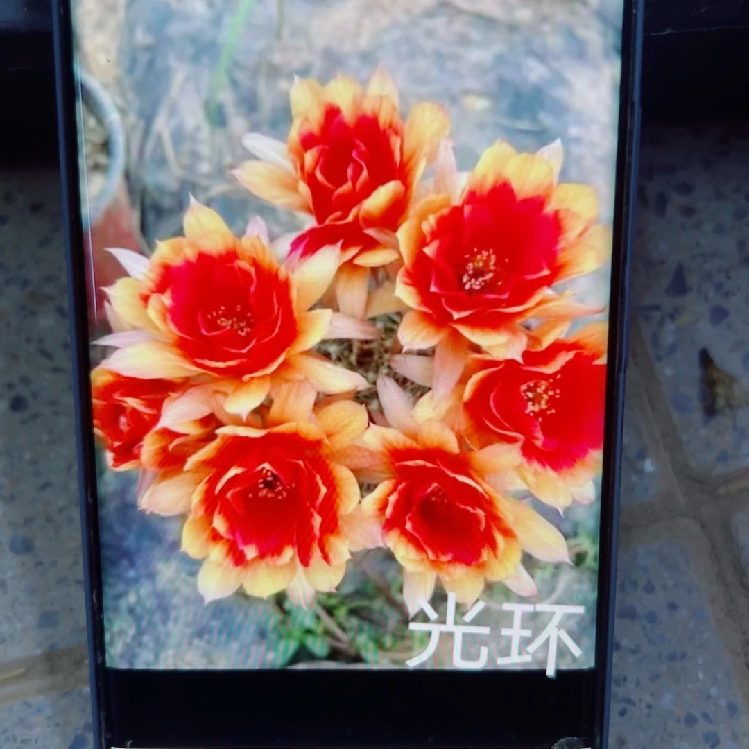 330丽花光环根4公分左右掉侧芽无售后脱土发货20包邮