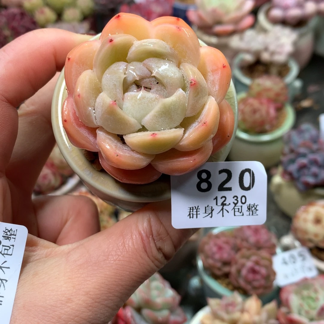 精控拇指盆12.30820