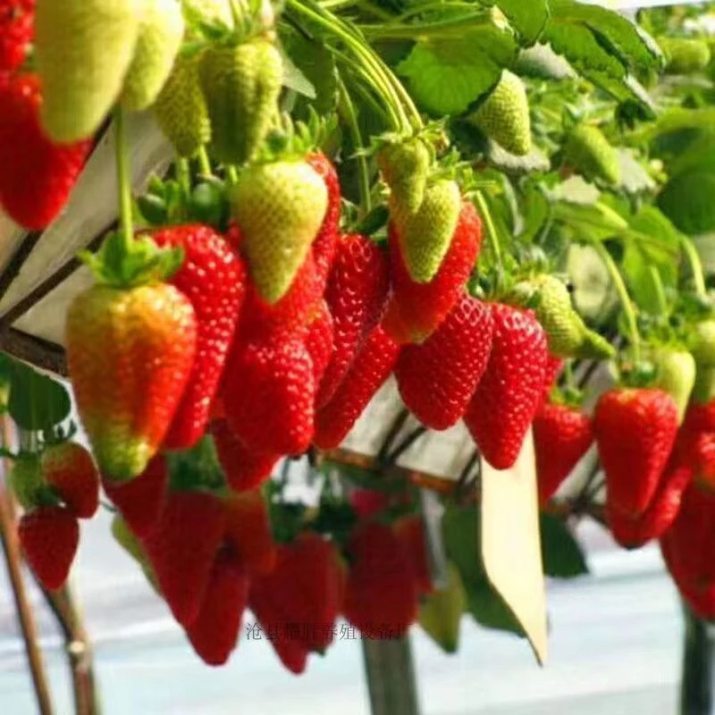 草莓苗土球清棚处理