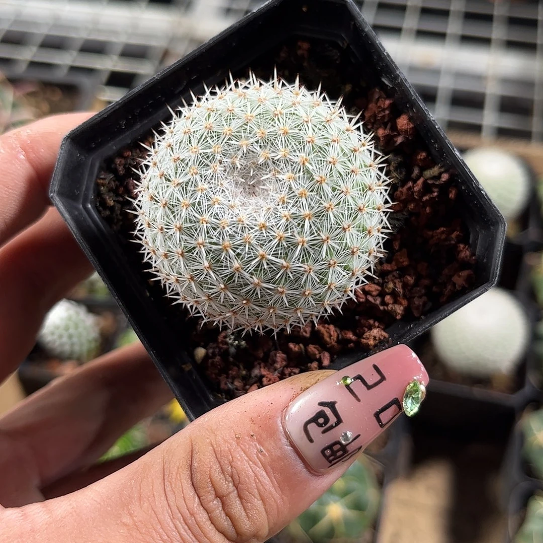 希望丸单头发货单头